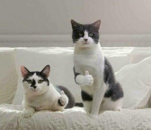 cat class